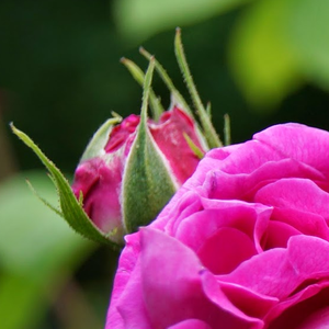 Rosa Trompeter von Säckingen - rdeča - Stara vrtna vrtnica